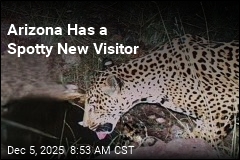 Arizona Has a Spotty New Visitor