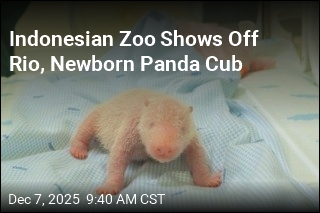 Indonesian Zoo Shows Off Rio, Newborn Panda Cub