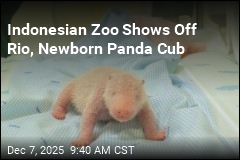 Indonesian Zoo Shows Off Rio, Newborn Panda Cub