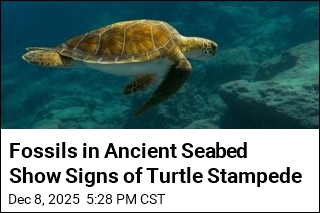 Fossils in Ancient Seabed Show Signs of Turtle Stampede