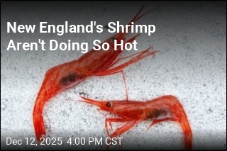 After 'Poor' Shrimp Showing, Fisherman Shutdown Expanded