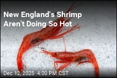 After 'Poor' Shrimp Showing, Fisherman Shutdown Expanded