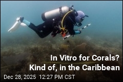 In Vitro for Corals? Kind of, in the Caribbean