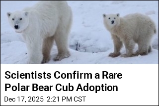 Scientists Confirm a Rare Polar Bear Cub Adoption