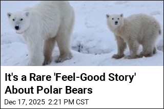 Scientists Confirm a Rare Polar Bear Cub Adoption