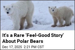 Scientists Confirm a Rare Polar Bear Cub Adoption