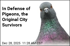 In Defense of Pigeons, the Original City Survivors
