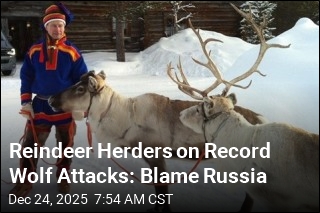 Reindeer Herders on Record Wolf Attacks: Blame Russia