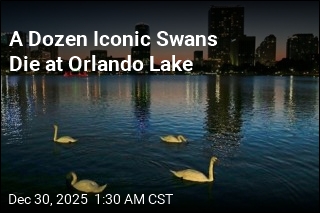A Dozen Iconic Swans Die at Orlando Lake