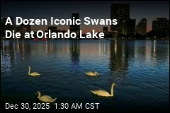 A Dozen Iconic Swans Die at Orlando Lake