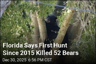 52 Bears Killed in Controversial Florida Hunt