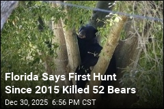 52 Bears Killed in Controversial Florida Hunt