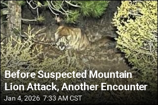 Before Suspected Mountain Lion Attack, Another Encounter