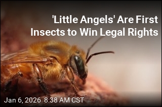 Amazonian Bees Now Have Legal Rights