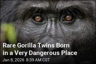 Rare Gorilla Twins Born in a Very Dangerous Place