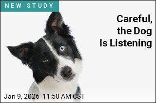 Smartest Dogs Can Eavesdrop on You