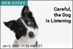 Smartest Dogs Can Eavesdrop on You