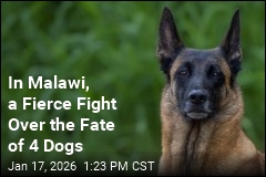 Malawi's Current, Former Presidents Fight Over 4 Dogs