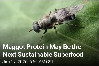 Maggot Protein May Be the Next Sustainable Superfood