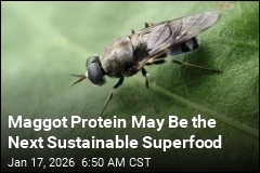 Maggot Protein May Be the Next Sustainable Superfood