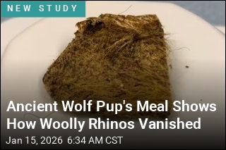 Ancient Wolf Pup's Meal Shows How Woolly Rhinos Vanished