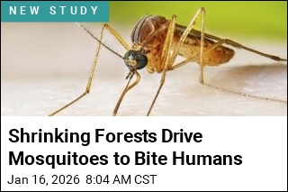 Shrinking Forests Drive Mosquitoes to Bite Humans