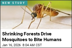 Shrinking Forests Drive Mosquitoes to Bite Humans