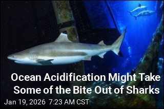 Ocean Acidification Might Take Some of the Bite Out of Sharks