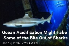 Ocean Acidification Might Take Some of the Bite Out of Sharks