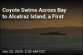 Coyote Swims Across Bay to Alcatraz Island