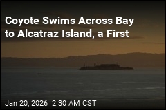 Coyote Swims Across Bay to Alcatraz Island