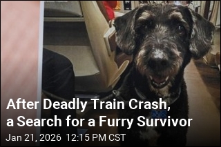 After Deadly Train Crash, a Search for a Furry Survivor