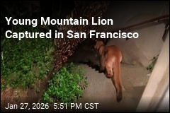Young Mountain Lion Captured in San Francisco