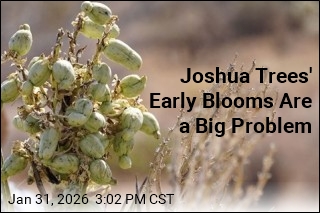 Joshua Trees' Early Blooms Are a Big Problem