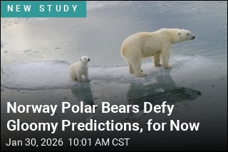 Norway Polar Bears Defy Gloomy Predictions, for Now