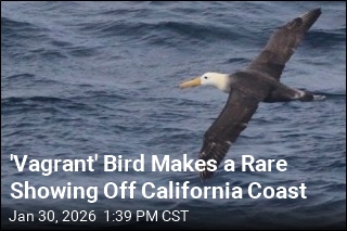 'Vagrant' Bird Makes a Rare Showing Off California Coast