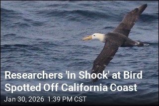 'Vagrant' Bird Makes a Rare Showing Off California Coast