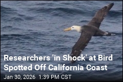 'Vagrant' Bird Makes a Rare Showing Off California Coast