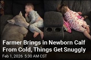 Newborn Calf Brought In From Cold Curls Up on Couch