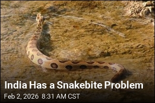 India Has a Snakebite Problem