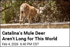 California Approves Plan to Kill Off Catalina's Mule Deer