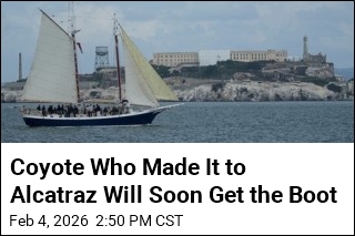Coyote Who Made It to Alcatraz Not Invited to Stay