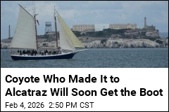 Coyote Who Made It to Alcatraz Not Invited to Stay