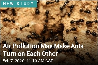 Air Pollution May Make Ants Go Haywire