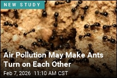 Air Pollution May Make Ants Go Haywire