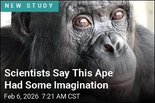 Scientists Say This Ape Had Some Imagination