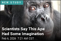 Scientists Say This Ape Had Some Imagination