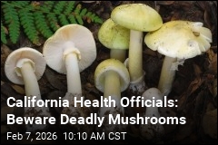 California Health Officials: Beware Deadly Mushrooms