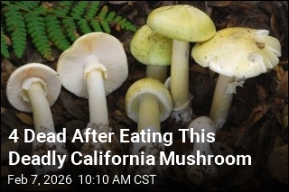 California Health Officials: Beware Deadly Mushrooms