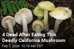 California Health Officials: Beware Deadly Mushrooms